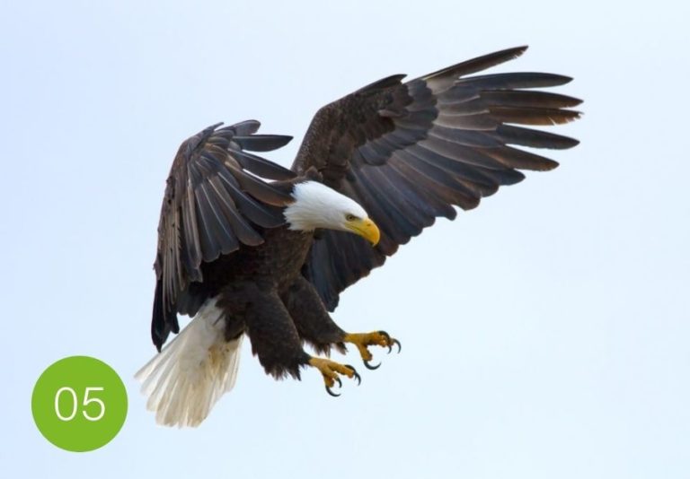 Gelassenheit im Job Gelassenheit im Job: Lieber Zuschauen, wie es schiefläuft, oder alles selber machen? Ihrem Adlerblick entgeht nichts.
